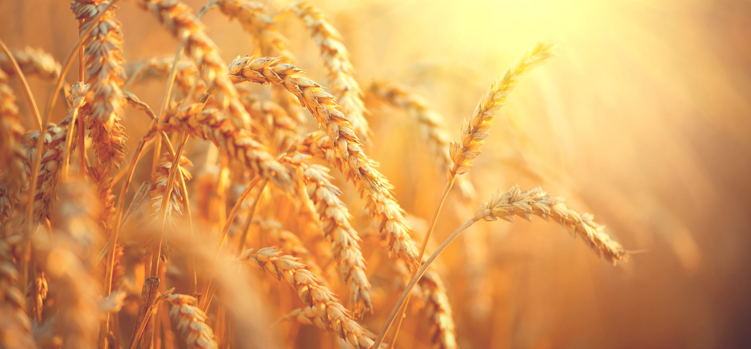 Wheat in a field